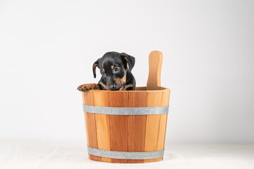 A portrait of a cute Jack Russel Terrier puppy, in a wooden sauna bucket, isolated on a white background