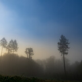 Fototapeta Na ścianę - misty morning in the forest