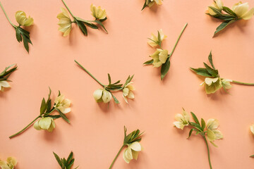 Wall Mural - Floral composition with hellebore flowers pattern on peach salmon background. Flat lay, top view