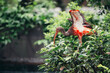 © Pansfun Images/Stocksy - Scarlet ibis