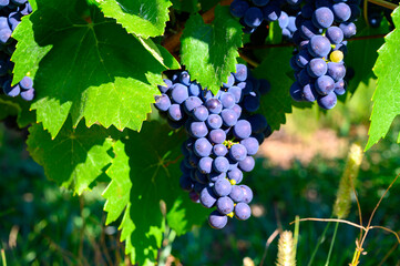 Canvas Print - Green vineyards located on hills of  Jura French region, red pinot noir, poulsard or trousseau grapes ready to harvest and making red and white wine, France