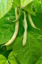 Ripe Green Long Beans Hanging On Plant In Garden