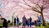 Fototapeta Londyn - People in a park in Denmark surrounded by cherry trees