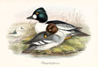 Couple of Common Goldeneye (Bucephala clangula) multicolor plumaged aquatic birds on a vegetated shore of a pond. Detailed vintage watercolor style art by John Gould publ. In London 1862-1873