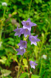Fototapeta  - Violet bell flower