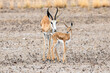 Springbok mother and baby on kalahari salt pan