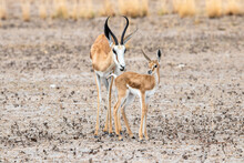Springbok Mother And Baby On Kalahari Salt Pan