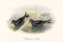 Couple Of Fork-Tailed Storm Petrel (Oceanodroma Furcata) Birds Floating Facing Down To Rough Sea Looking Food. Detailed Vintage Style Watercolor Art By John Gould London 1862-1873
