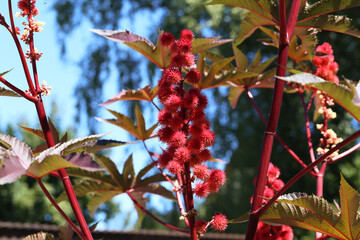 Closeup of a castor bean flower