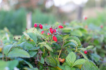 Poster - Red, ripe, juicy strawberries in the garden. The berry is ripe.
