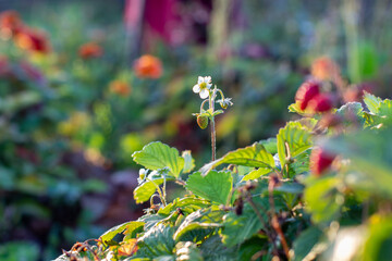 Poster - Red, ripe, juicy strawberries in the garden. Berry flowers.