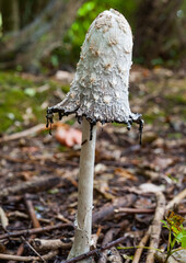 haggy Mane (Coprinus comatus) Mushroom growing in the forest during autumn