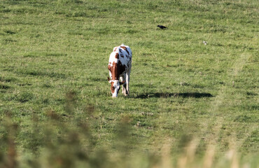 cow and crow