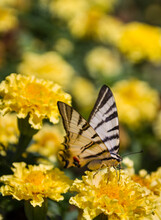 Scarce Swallowtail In Ukraine