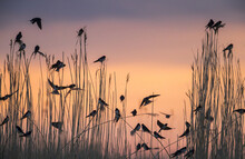 Group Of Migratory Barn Swallows Preparing For Communal Roosting In Reed Bed