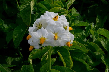 The potato field blooms in summer with white flowers.Blossoming of potato fields, potatoes plants with white flowers growing on fields
Potatoes white flowers close-up