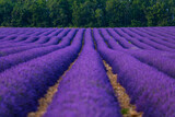 Fototapeta Kwiaty - Lavender (lavandin) fields, Valensole Plateau, Alpes Haute Provence, France, Europe