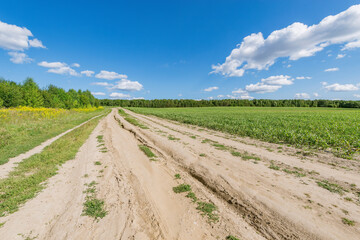 Road by the field at summer day time.