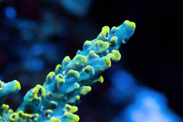 Wall Mural - Beautiful acropora sps coral in coral reef aquarium tank. Macro shot. Selective focus.