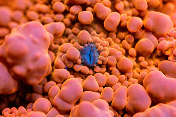 Wall Mural - Beautiful mushroom sps coral in coral reef aquarium tank. Macro shot. Selective focus.