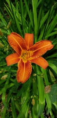  Orange Flower