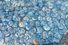Background And Texture Of Large Blue Jellyfish Washed Ashore. Ecological Catastrophy