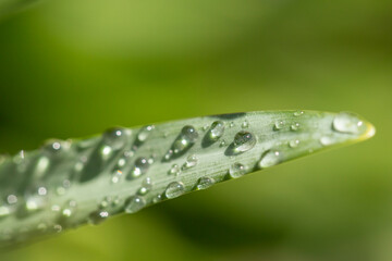 Wall Mural - Macro detail of hyacinth leaf with dew drops