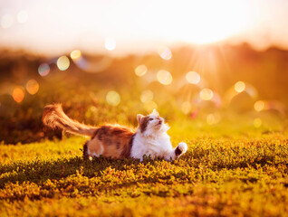 Wall Mural - cute fluffy cat lies on the grass in the garden and catches the sun highlights and rays