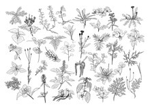 Illustration Of Wild Plants, Herbs And Flowers, Monochrome Botanical Illustration Ink Drawn In Black Line.

