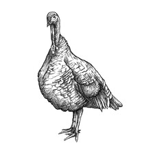 Hand-drawn Graphic Sketch Of Domestic Turkey Female In Black Isolated On White Background. 