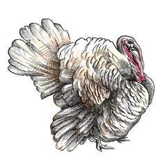 Wall Mural - Hand-drawn graphic sketch of domestic turkey male or gobbler in black and beige isolated on white background. Silhouette of poultry bird and Thanksgiving day symbol.