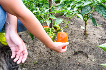 ripe red hot pepper growing on a bush in a greenhouse. the gardener examines the quality of the red pepper in hand. home gardening concept.