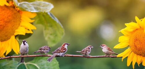 banner with small birds sparrows sitting in the garden on a branch against the background of bright yellow flowers of sunflowers