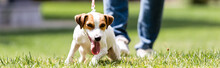 Horizontal Crop Of Jack Russell Terrier Walking Near Man On Lawn In Park