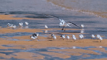 Kittiwake Landing Among A Flock Of Sanderlings On A Sandy Beach