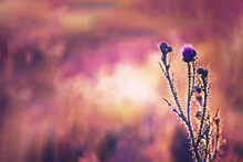Purple Thistle Flower In The Field