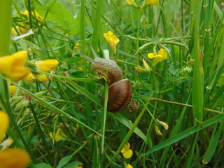 snail on the grass