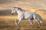 Fototapeta Konie - Iberian horse in motion at sunset light