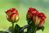 Fototapeta Tulipany - Red roses for you