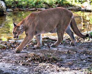 Wall Mural - Panther Florida stock photos.  Close-up profile view walking by the water with a foliage and water  background displaying body, head, ears, eyes, nose, paws in its environment and habitat. Image.