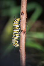 Close Up Of A Monarch Caterpillar Climbing Up A Stick.