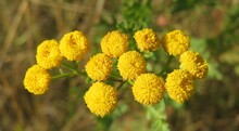 Beautiful Tansy Flowers In The Garden