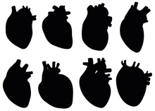 The Human Heart In The Set.