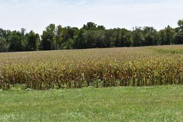 Sticker - Corn Field