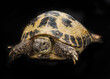 © Iryna - tortoise on the black background