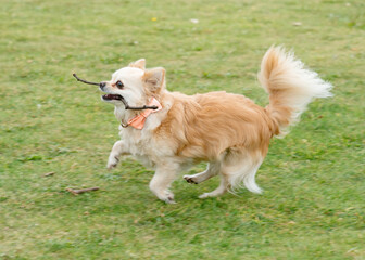 Brown chihuahua sitting on the grass