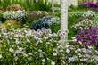 Prairie Flower Garden, Grant Park, Chicago, Illinois, USA