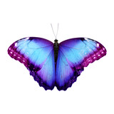 Fototapeta Motyle - Amazing bright color butterfly isolated on white
