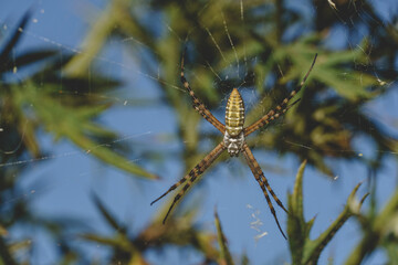 Spider on web.