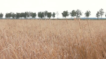 Wall Mural - Yellow and green wheat field and sunny day. Ripe yellow wheat ears in the farm land. big yellow field with ears of ripe wheat ready for harvest. Agricultural concept
